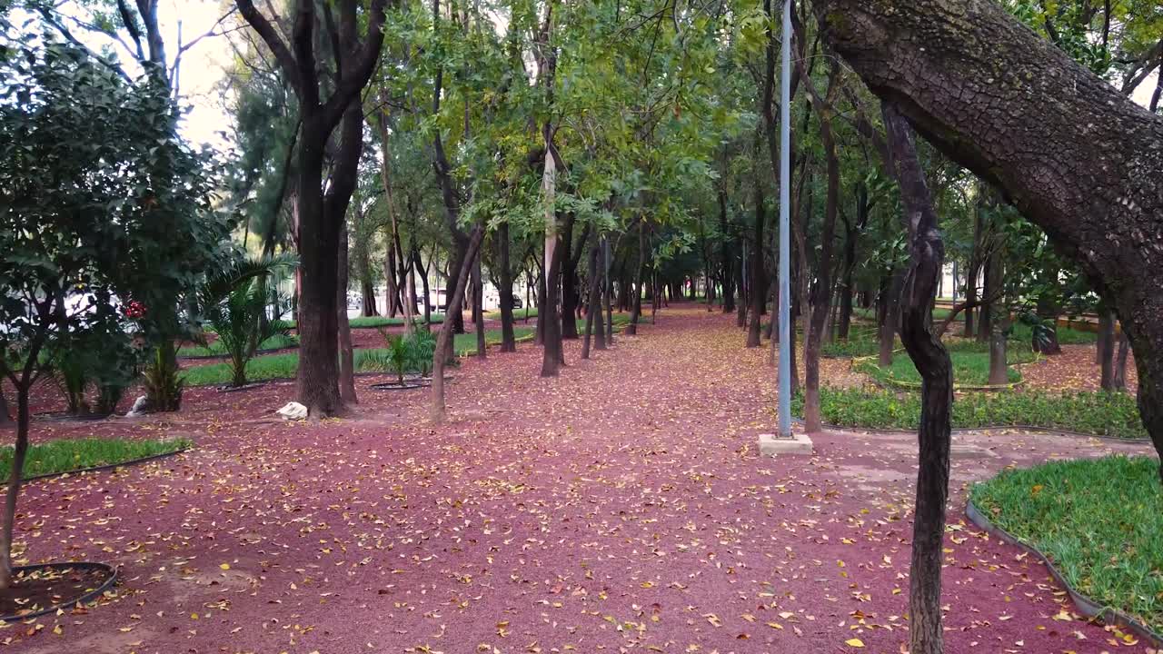 Static shot of autumn leaves falling in the wind at sunset in a park in the north of Mexico City