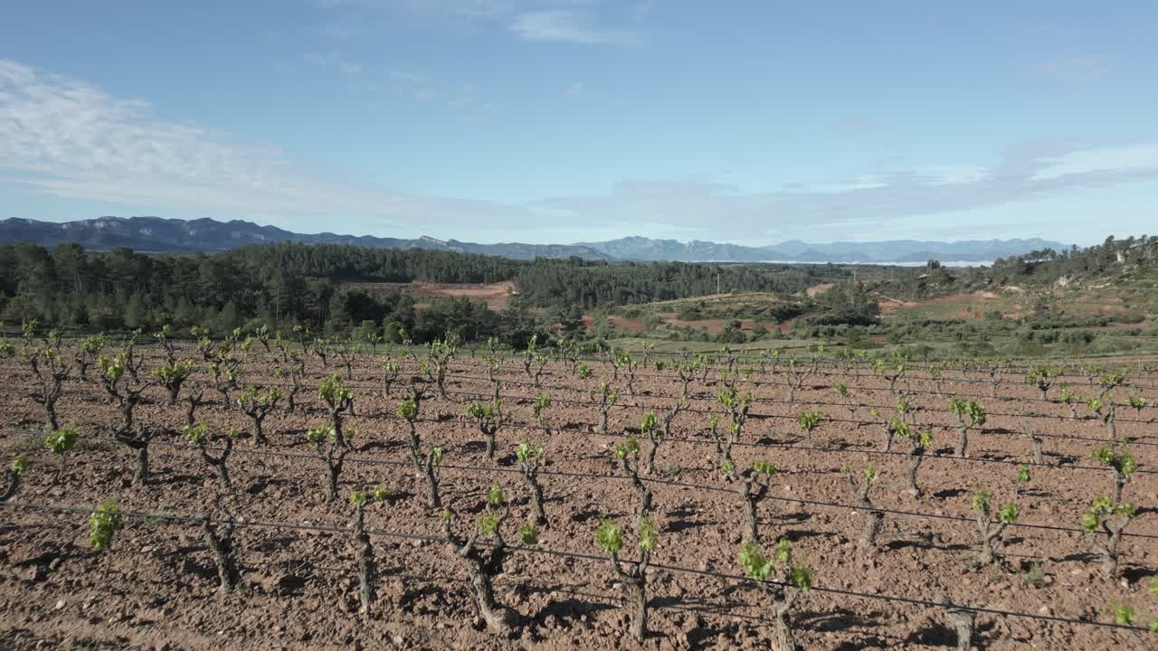 Scenic vineyards stretch across the landscape in priorat, catalonia, a renowned wine region in spain, showcasing rows of grapevines against a backdrop of hills and blue sky