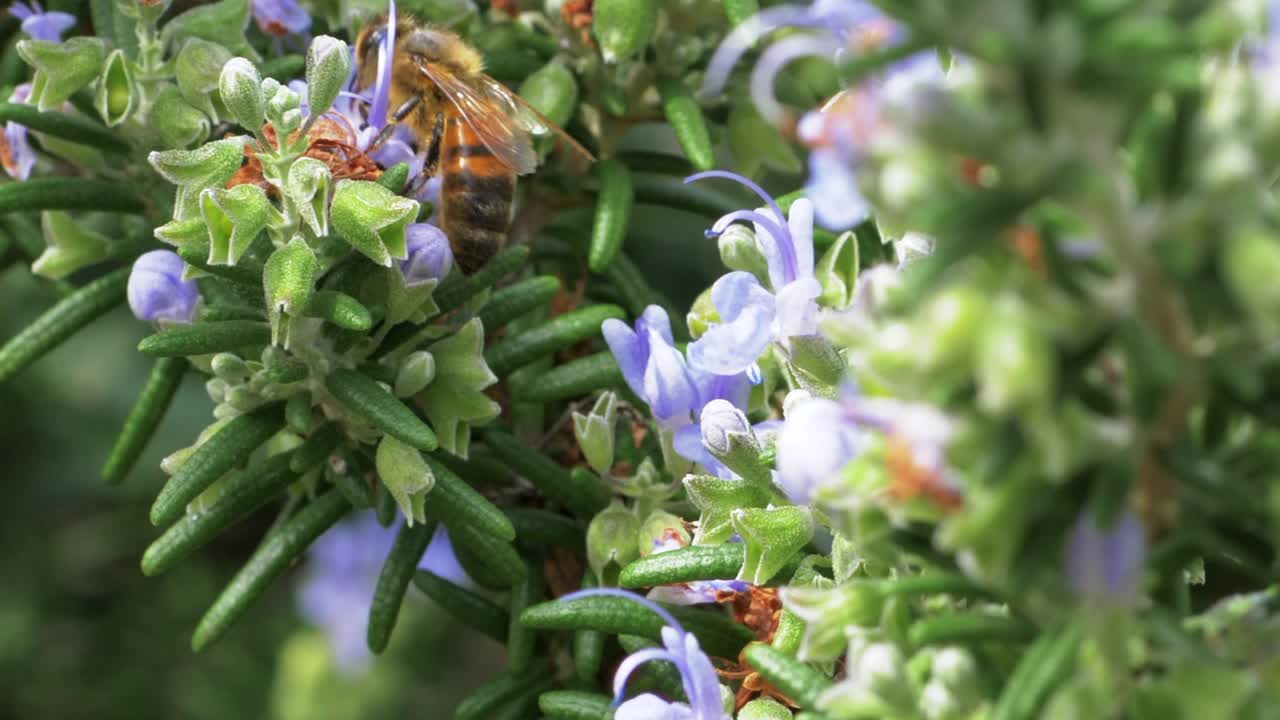 abeja melífera recogiendo polen del arbusto de romero floreciente, cámara lenta