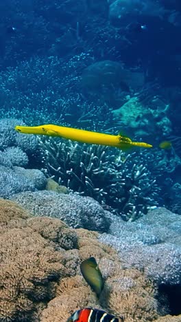 yellow trumpetfish hovering near coral reef in tropical ocean waters with fish