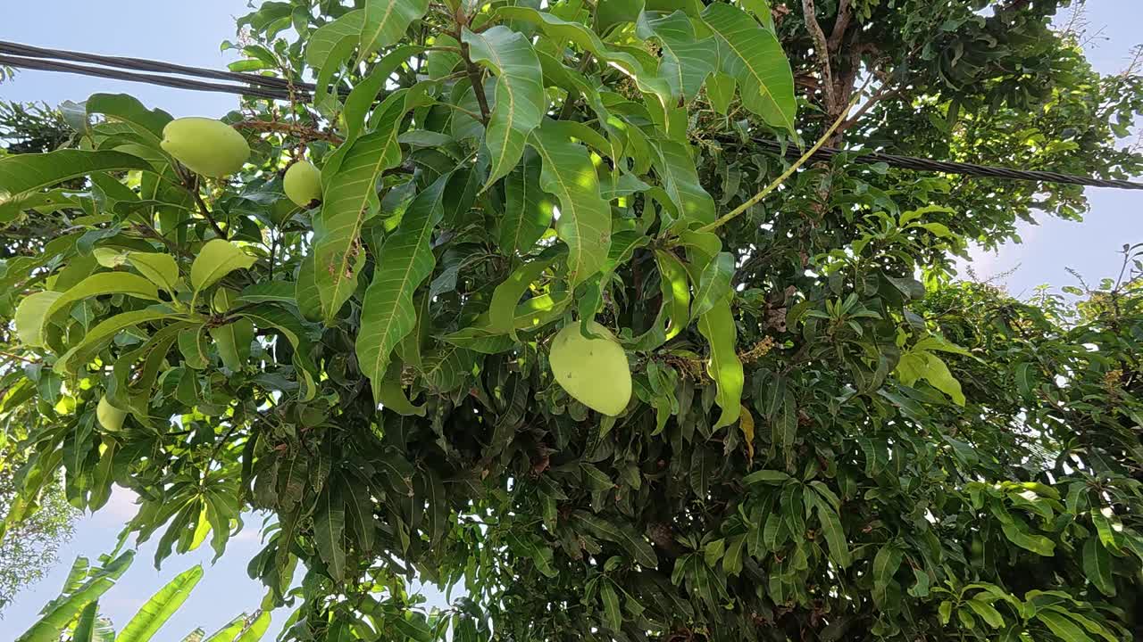 Unripe mangoes hanging on a tree. These delicious, sweet tropical fruits are a popular treat and are still in their early stage of growth