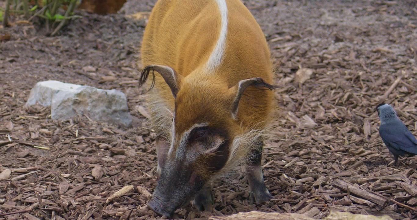 Potamocero (maiale di fiume rosso) in ambiente naturale, scena di fauna selvatica.