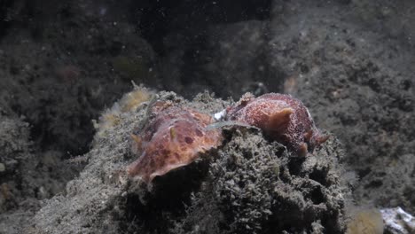 Meereswissenschaftliche-Beobachtung-Von-Zwei-Thordisa-Nacktschneckenarten,-Die-Bei-Einem-Nächtlichen-Tauchgang-Gesichtet-Wurden