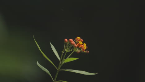 Una-Mariposa-Azul-Polinizando-Una-Flor-De-Naranja-Y-Luego-Volando