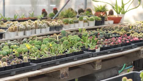 rows of cacti and succulents in a greenhouse