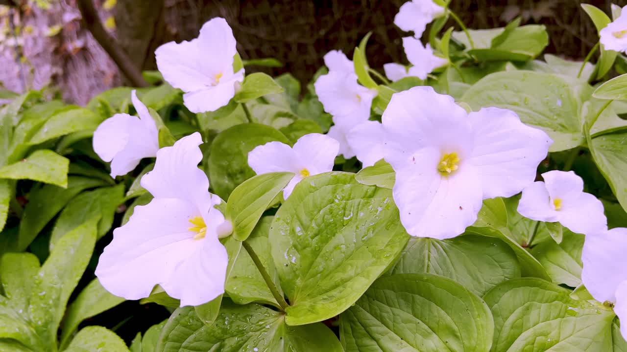 트릴리움 그랜디플로럼 (trillium grandiflorum) 은 봄에 꽃을 피우고 있습니다.