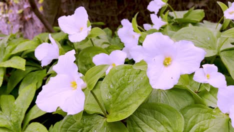 trillium grandiflorum en flor en primavera cerca de boone nc