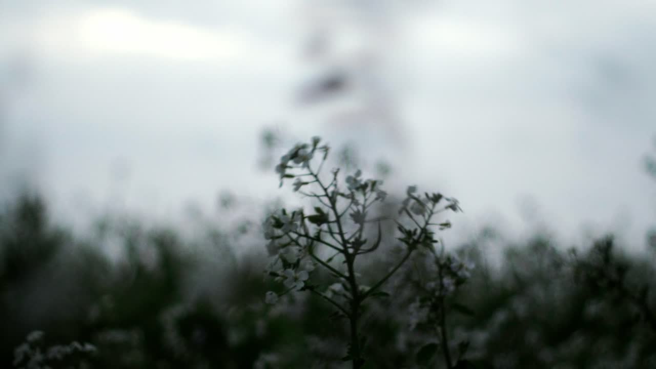 감자 꽃은 강한 바람이 지나갈 때 용감하게 흔들리며, 자연의 우아한 탄력성을 실현합니다.