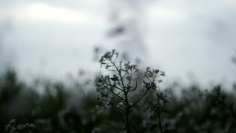 Potato-bloom-bravely-sways-as-strong-winds-sweep-across,-embodying-the-graceful-resilience-of-nature-amidst-a-wild-dance-of-the-elements