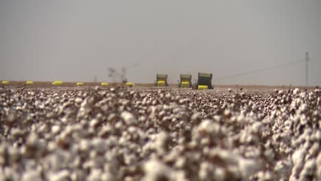 Distant-view-of-many-machinery-harvesting-cotton-from-huge-farm-field