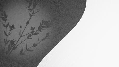 graphics art animation of split screen with empty white space and flower plant moving by gentle summer breeze on black grey background drop shape