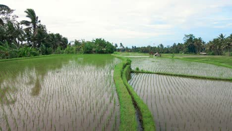rice seeds on the agricultural land in jatiluwih rice terraces, bali indonesia