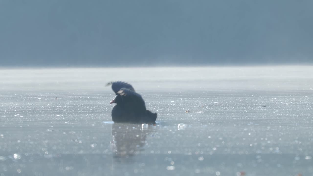 Bird on frozen lake