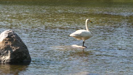 A-white-swan-stands-on-rock-in-middle-of-lake-calling-other-birds