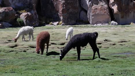 adorable llamas graze grass in lumpy meadow by rock cliff in bolivia