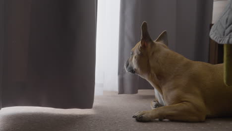 french bulldog lies on the carpet close to the window and looks at the bright spot on the window