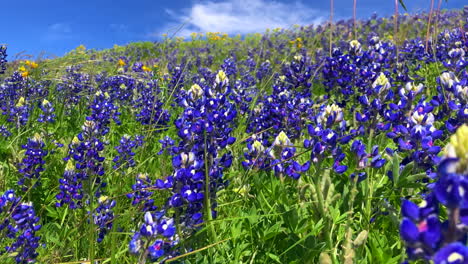 bluebonnets blowing in the wind on a hillside