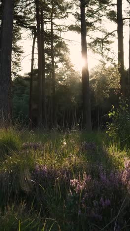 sunset in a pine forest with heath