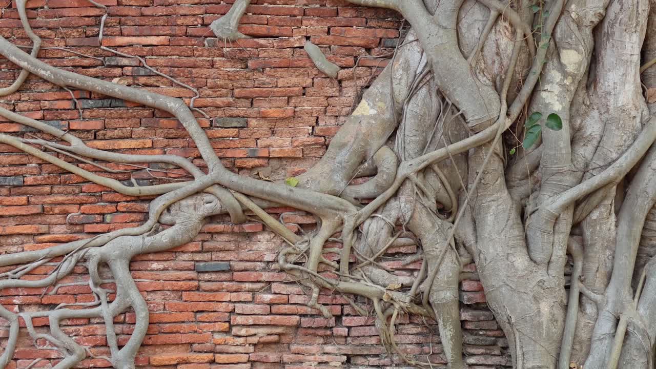 Time-lapse di radici di alberi che crescono sui mattoni