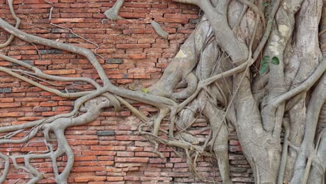 time-lapse of tree roots growing over bricks