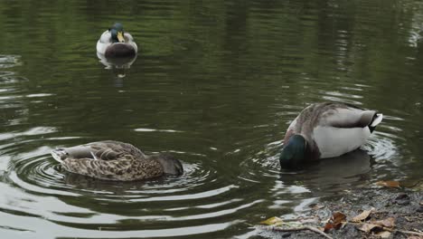 mallard ducks eating in pond