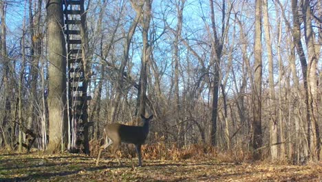 two whitetail deer quickly move along a game trail in a clearing in the woods with a deer stand in the american midwest in early winter