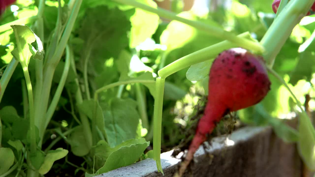 rábano en un invernadero.