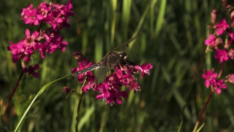 libélula en las flores rosas