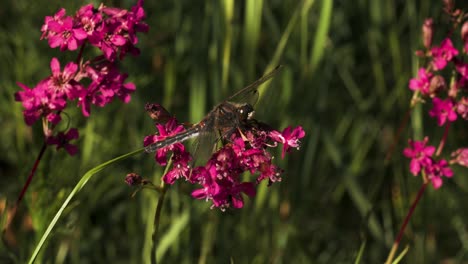 dragonfly on pink flowers