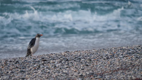 native fiordland penguin on the seacoast with crashing waves during sunset in west coast, new zealand