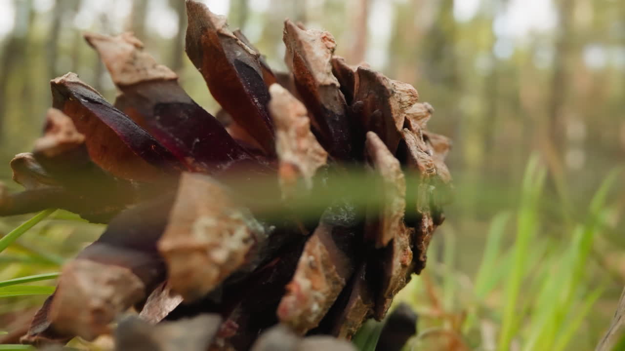 el cono de abeto natural se encuentra en el césped verde en el parque iluminado por el sol
