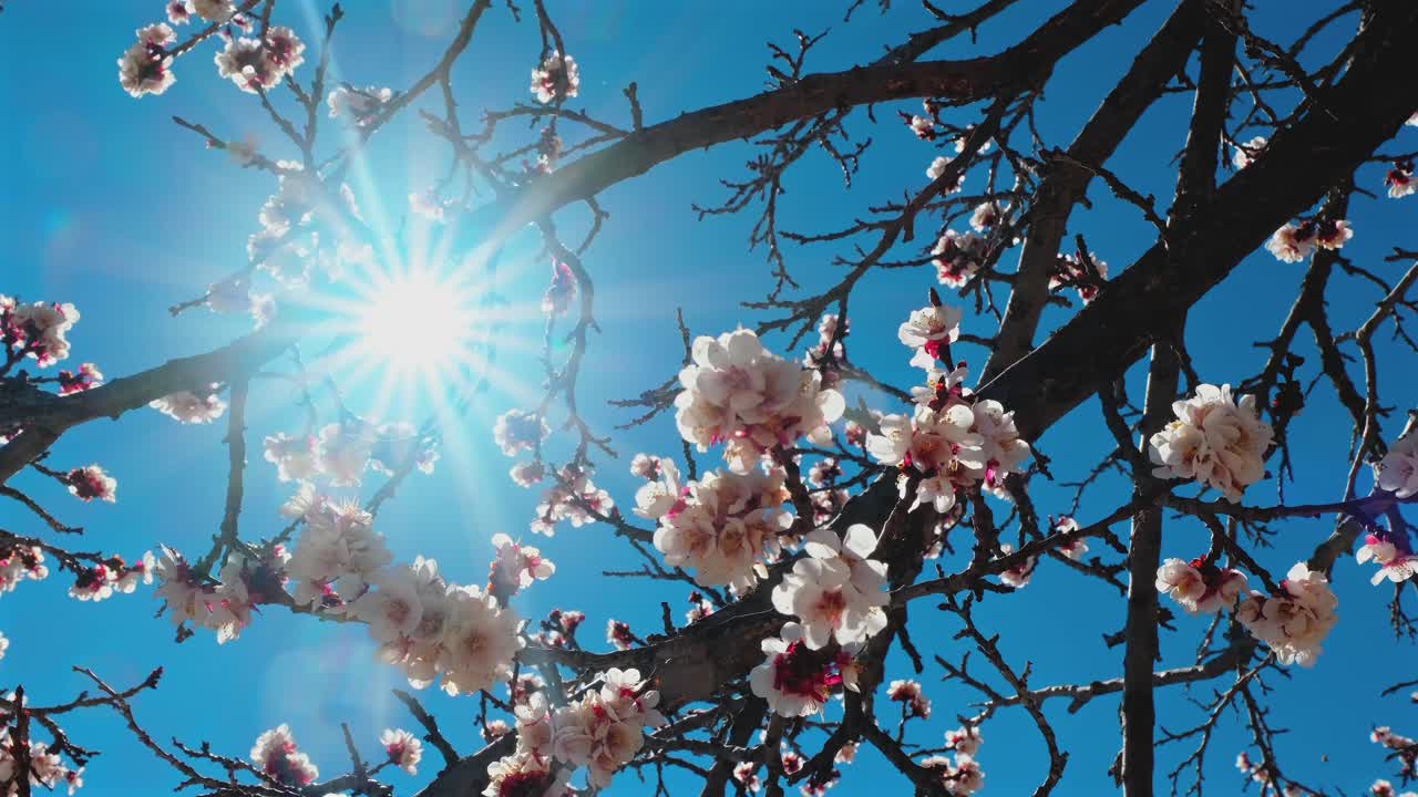 Dettaglio radioso di fiori primaverili con bagliore lente naturale e movimento delicato contro un cielo luminoso, che offre una texture naturale fresca e organica perfetta per un branding minimalista e pacifico.