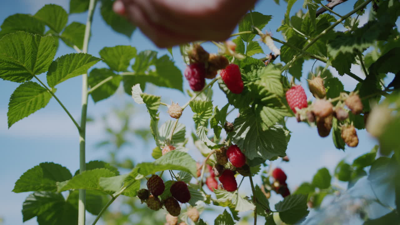 The hands of a farmer who harvests raspberries.