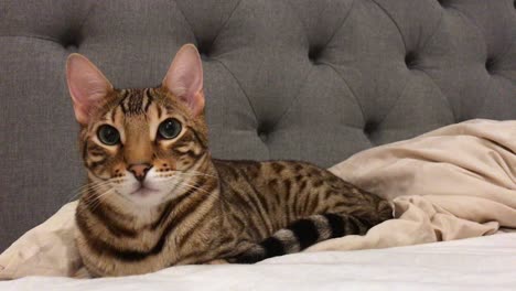 a bengal cat lying in bed, relaxing
