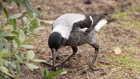 magpie searching for food on the ground