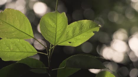 Foliage-With-Dewdrops-With-Blurry-Forest-In-Background-During-Rainy-Day-At-Marang-Trail,-Park-In-Singapore