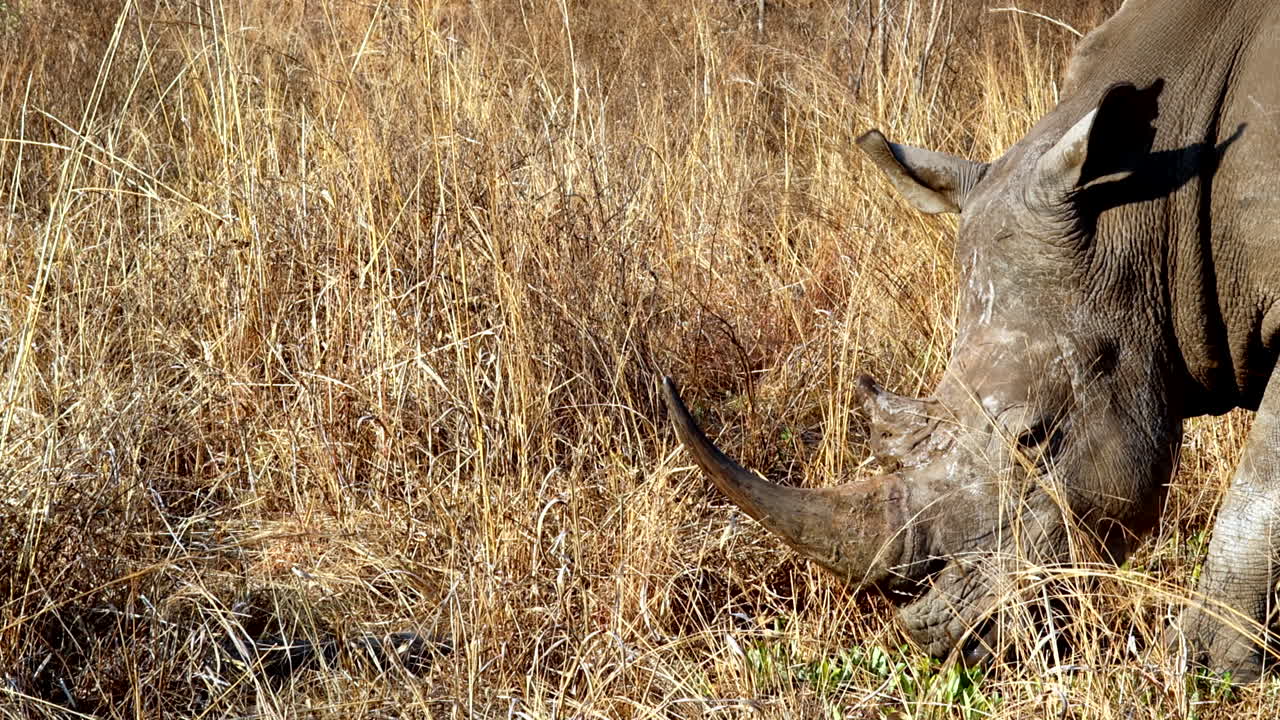 White Rhinoceros Grazing in Dry Grassland