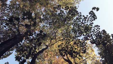 Tiro-De-Seguimiento-Desde-Abajo-En-El-Bosque-Durante-El-Otoño