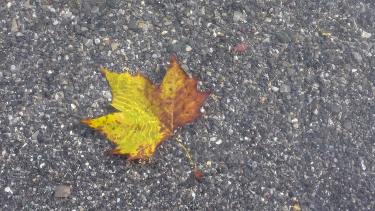 밝은 햇빛 아래 잔물결이 이는 물속에 있는 단풍잎 한 장