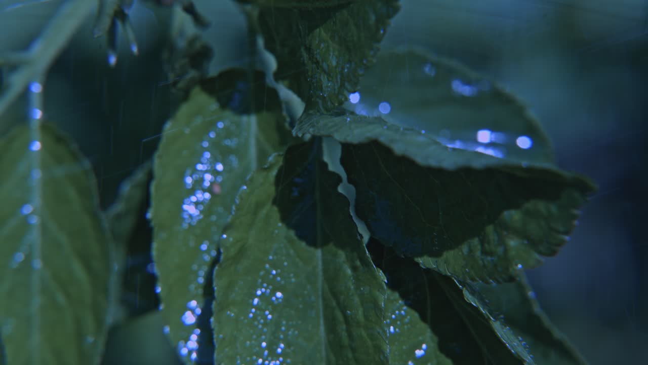 drizzling rainy season weather climate in the forest timber with raindrops and leaves of plants in macro close-up view of the scenery