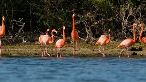 Cinematic-pan-across-flock-of-flamingos-stretching-orange-red-pink-necks