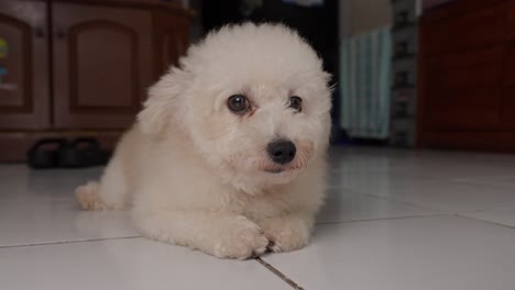 raza de perro caniche de juguete blanco acostado en el piso de la casa de azulejos