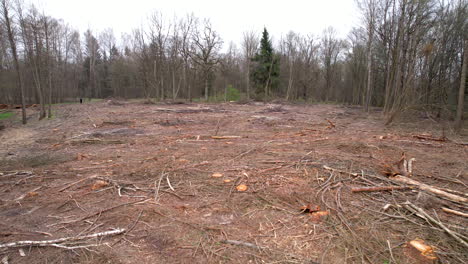 4k aerial of cut logs litter against remaining trees in forest