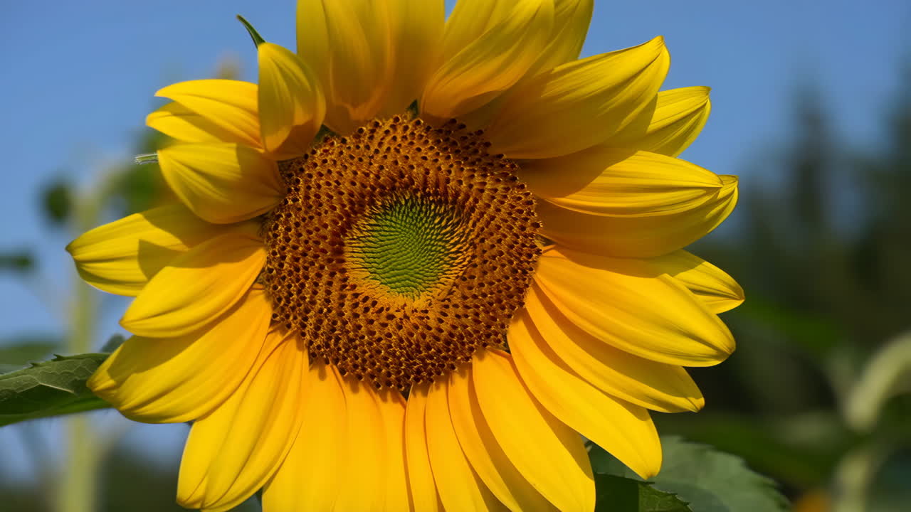 Vibrant Sunflower Against a Blue Sky