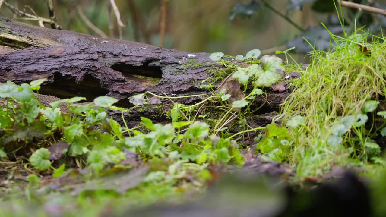 Slow motion of vole sniffing along edge of mossy log, alert ears and twitching nose