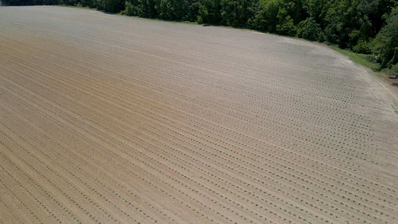 Wide drone shot of young tobacco plants just set in a field