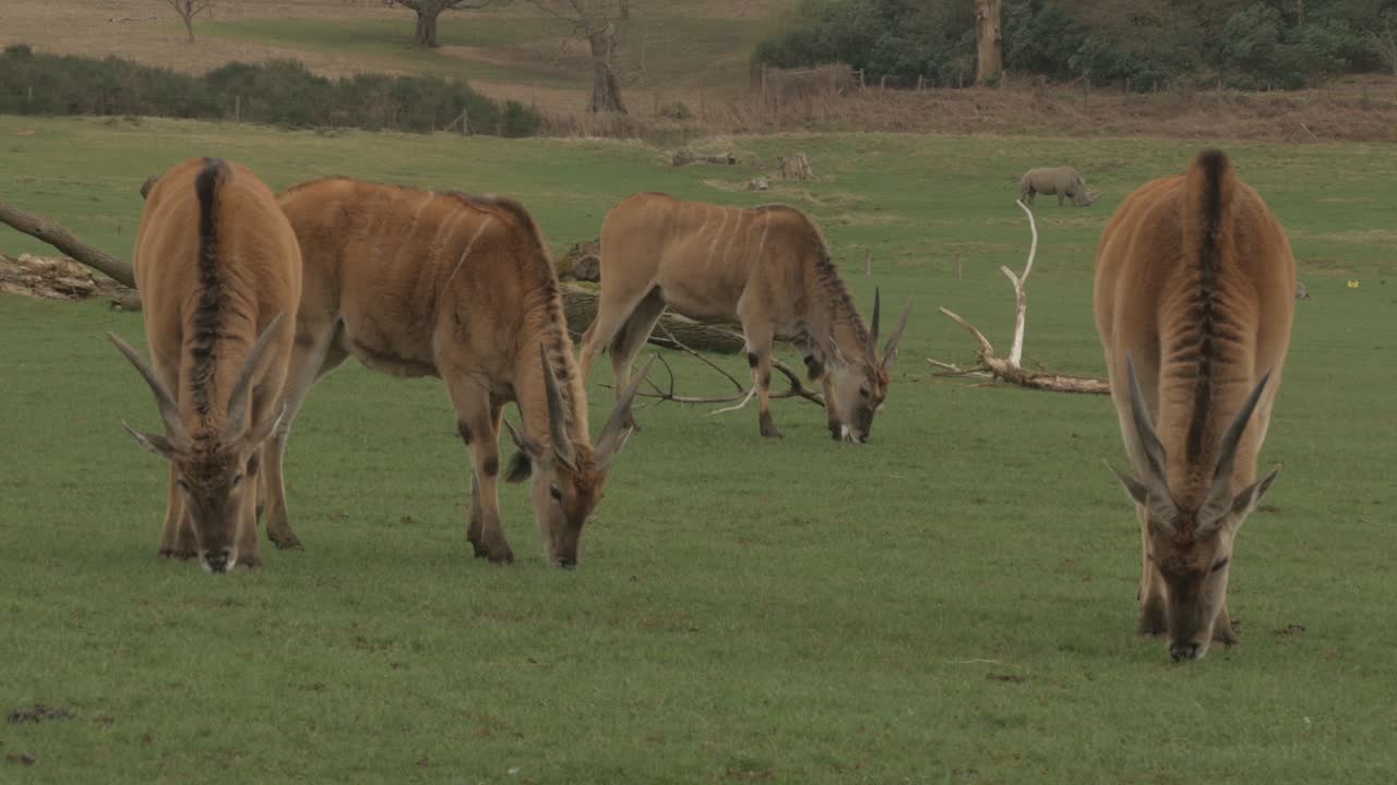Eland Antelope Herd Eats Grass at Woburn Safari Park
