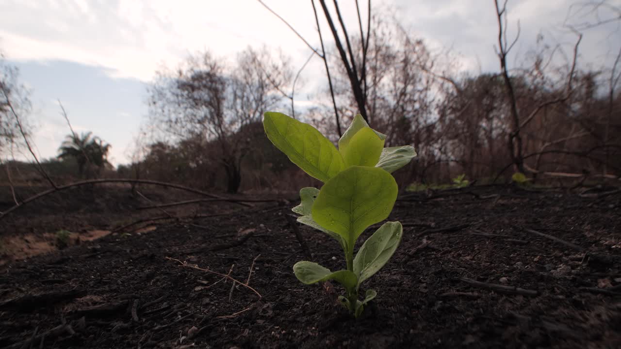 diminuta planta verde que crece en suelo negro lleno de cenizas después de un incendio forestal en brasil mostrando resiliencia