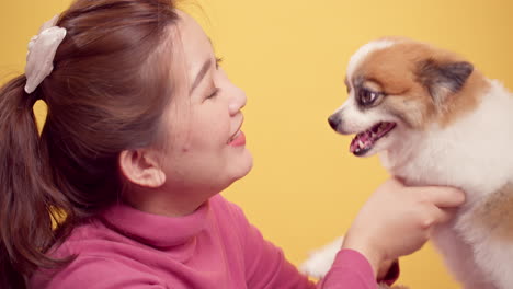 woman playing with chihuahua mix pomeranian dogs for relaxation on bright yellow background-3