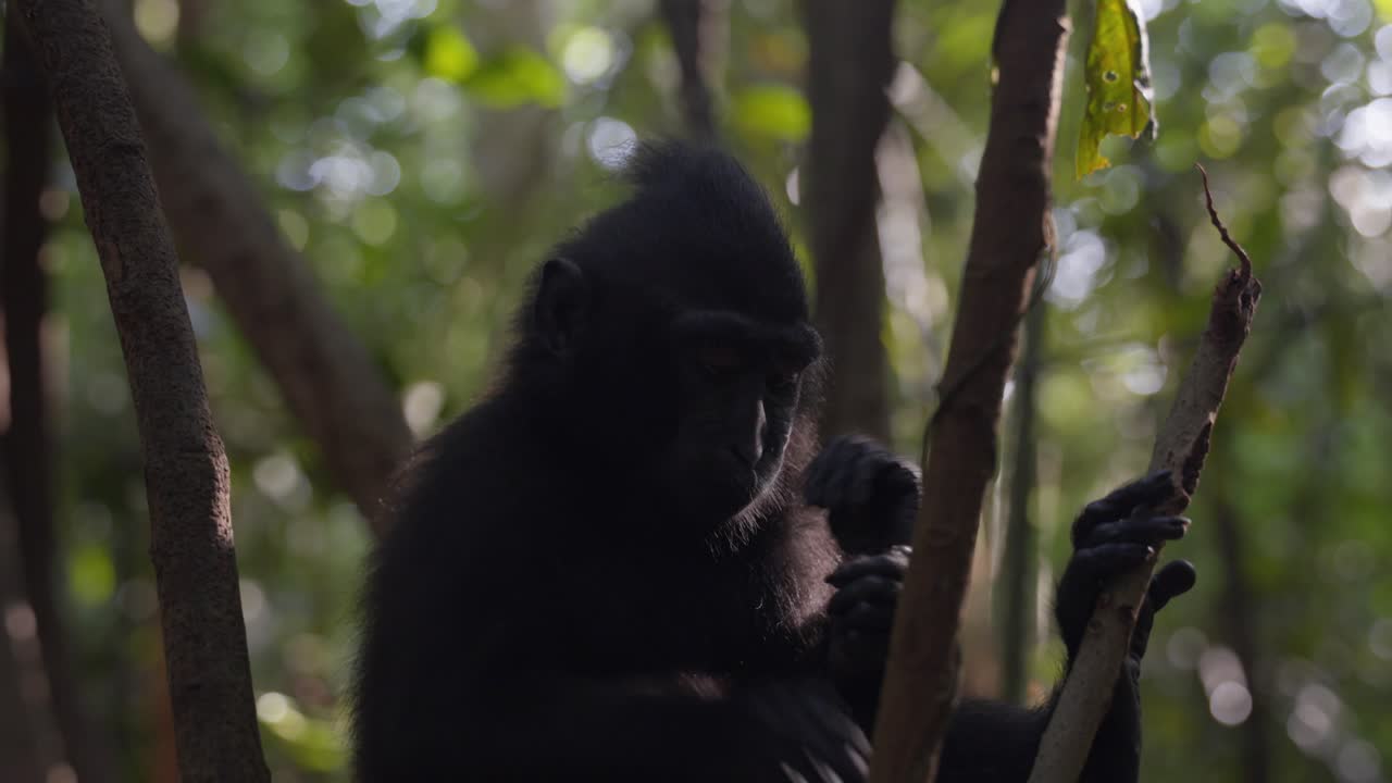 un mono joven en la jungla del bosque, posado en un árbol